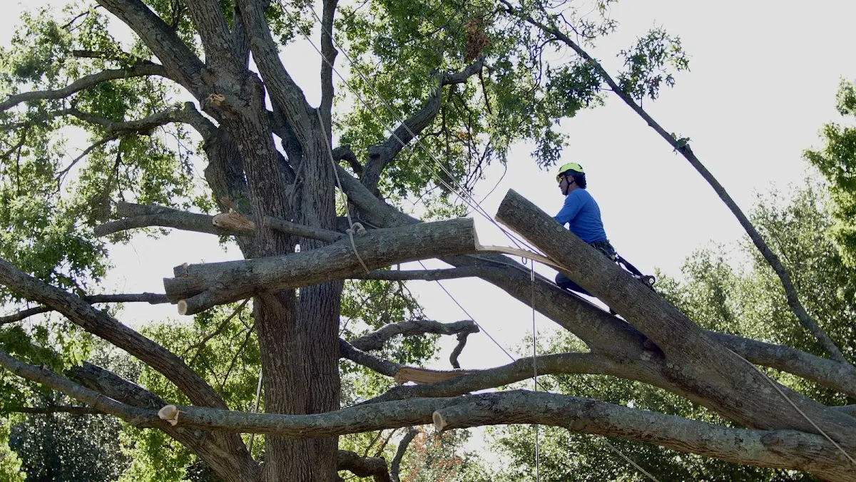 Professional Hazardous Tree Removal performed by certified arborists in Broughton