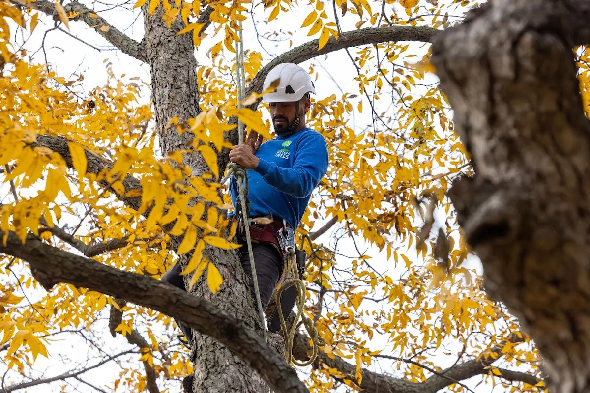 Skilled Tree Transplanting crew working in Broughton